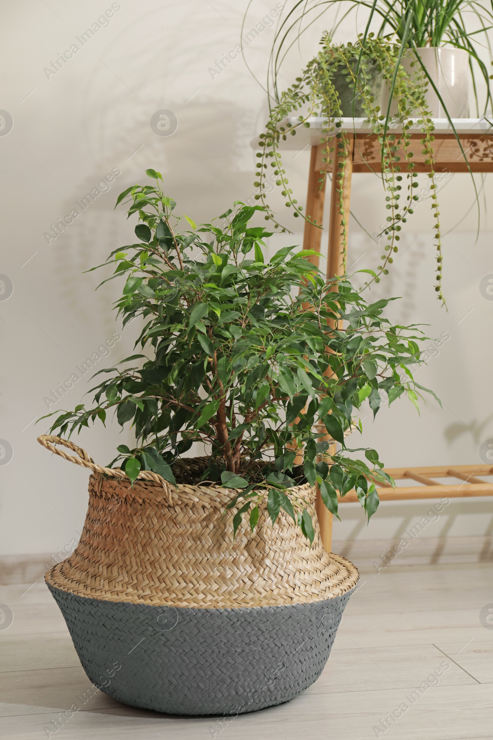 Photo of Houseplant in wicker pot near white wall indoors