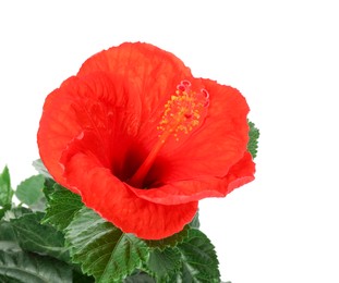 Photo of Beautiful red hibiscus flower and green leaves isolated on white