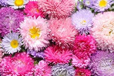 Photo of Beautiful aster flowers as background, closeup view