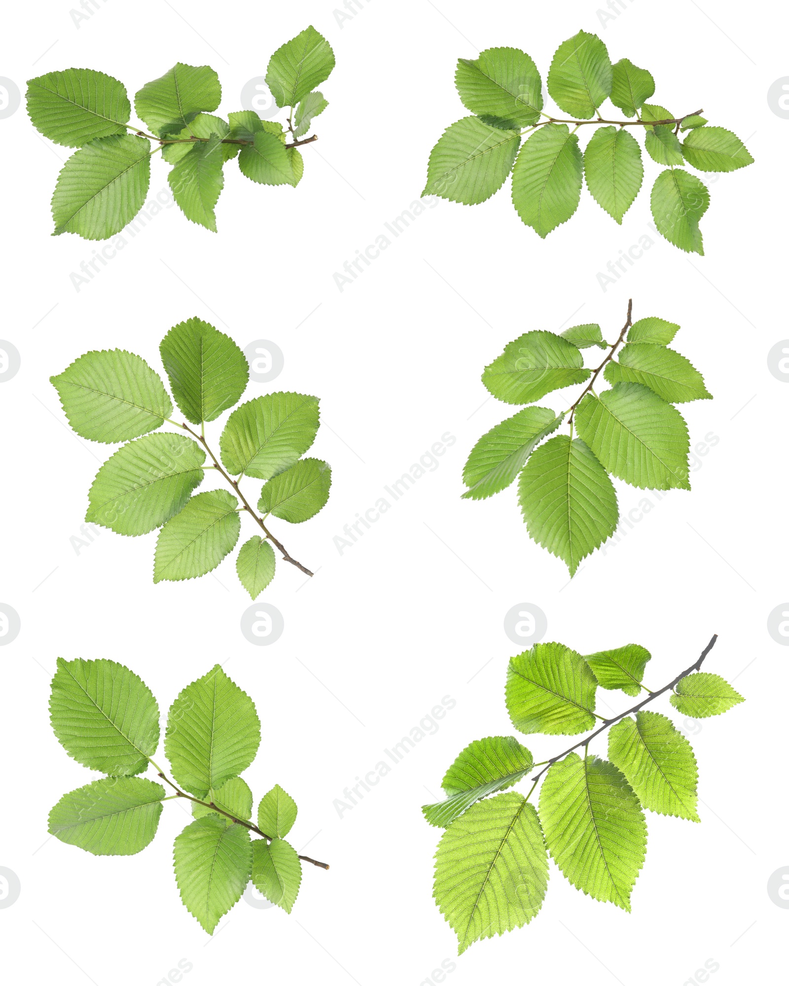 Image of Set with young fresh leaves on white background 