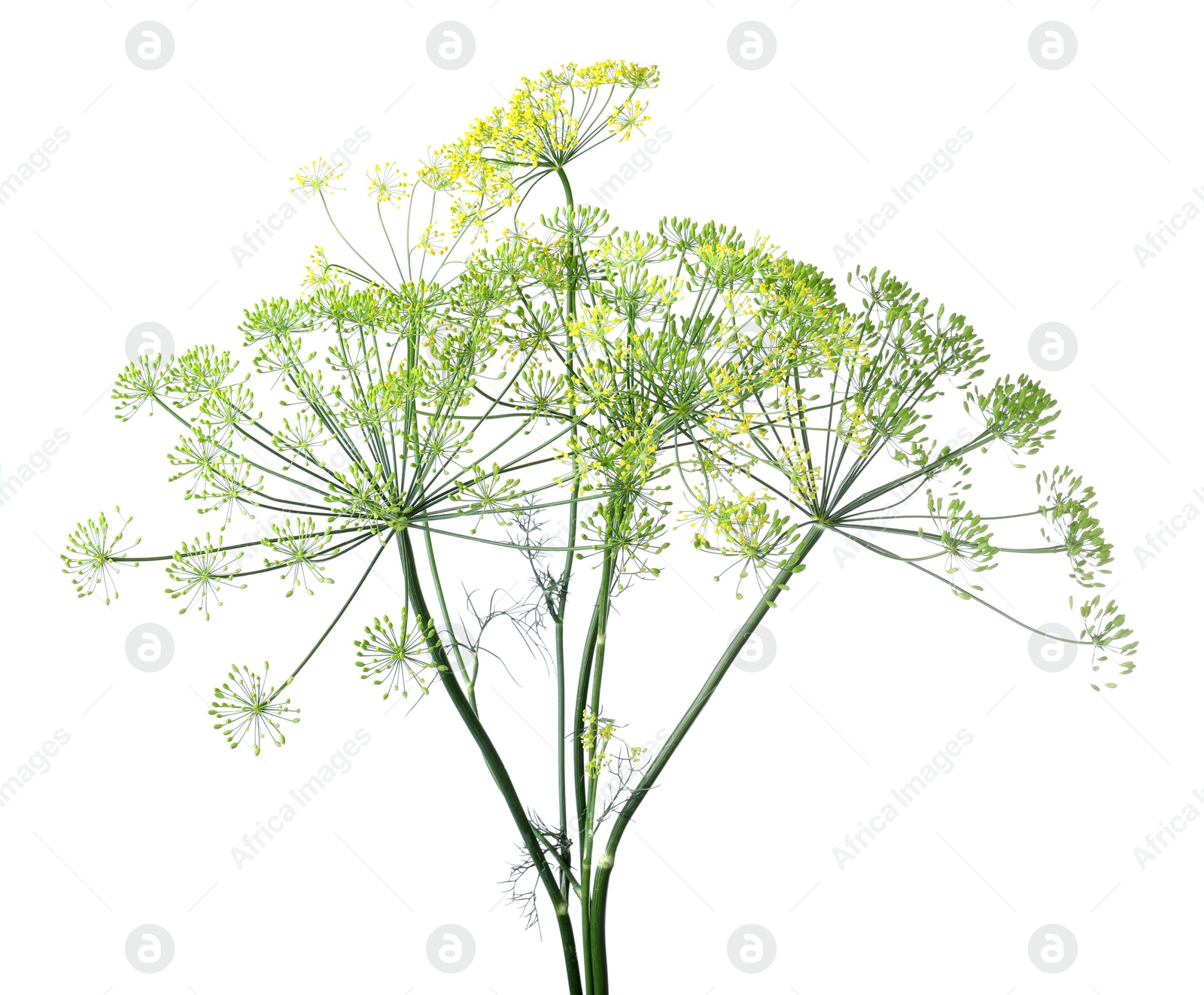 Photo of Fresh green dill flowers on white background