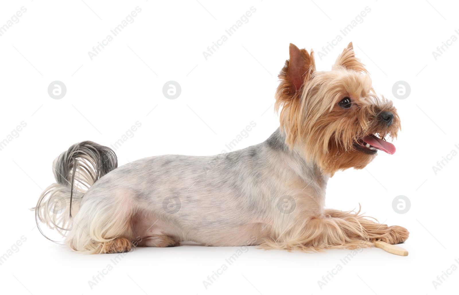 Photo of Cute Yorkshire Terrier with toothbrush on white background