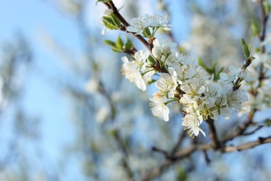 Beautiful apricot tree branch with tender flowers against blue sky, closeup. Awesome spring blossoms