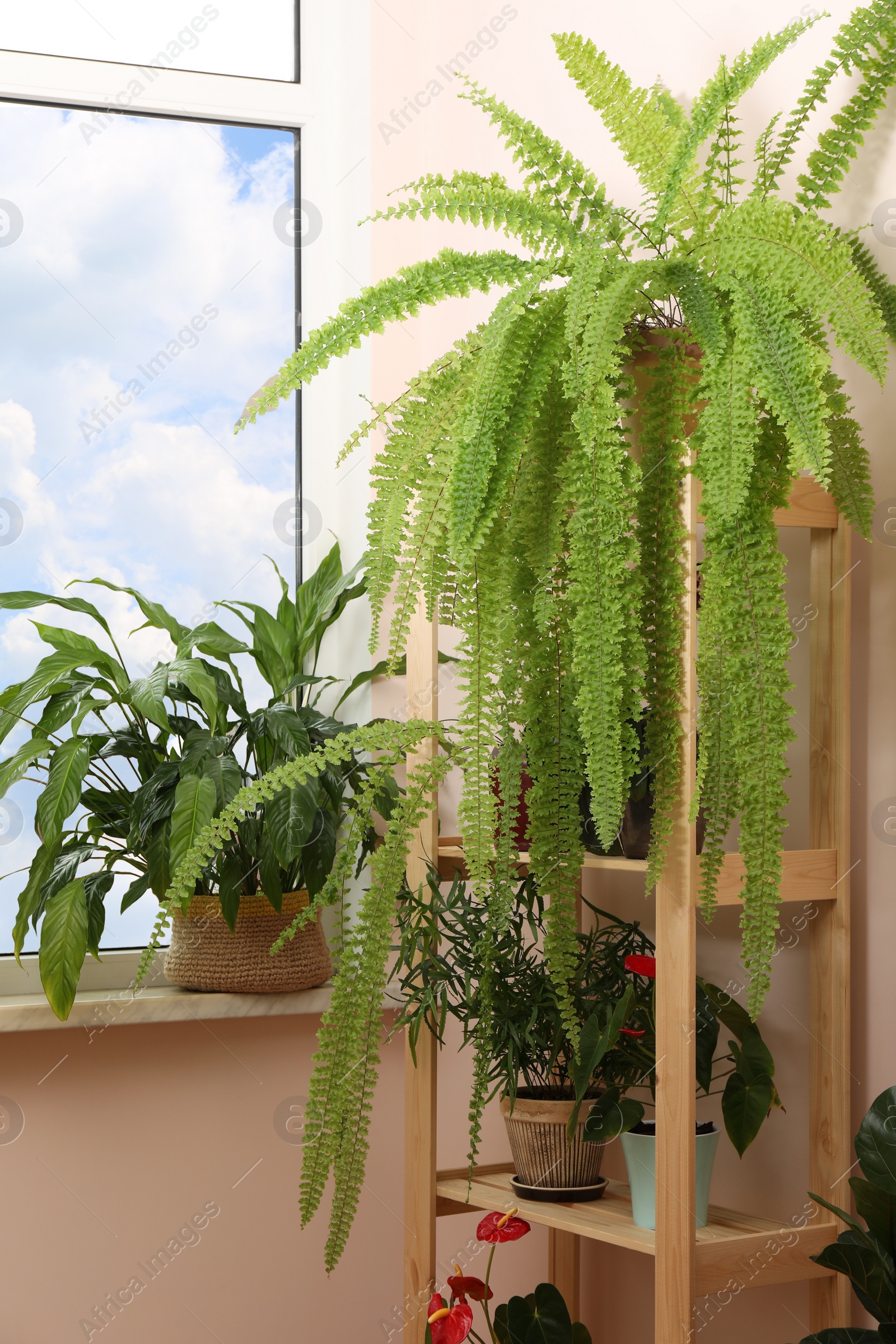 Photo of Beautiful houseplants in pots near window indoors. House decor