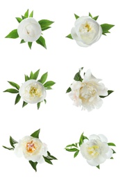 Set of beautiful peony flowers on white background