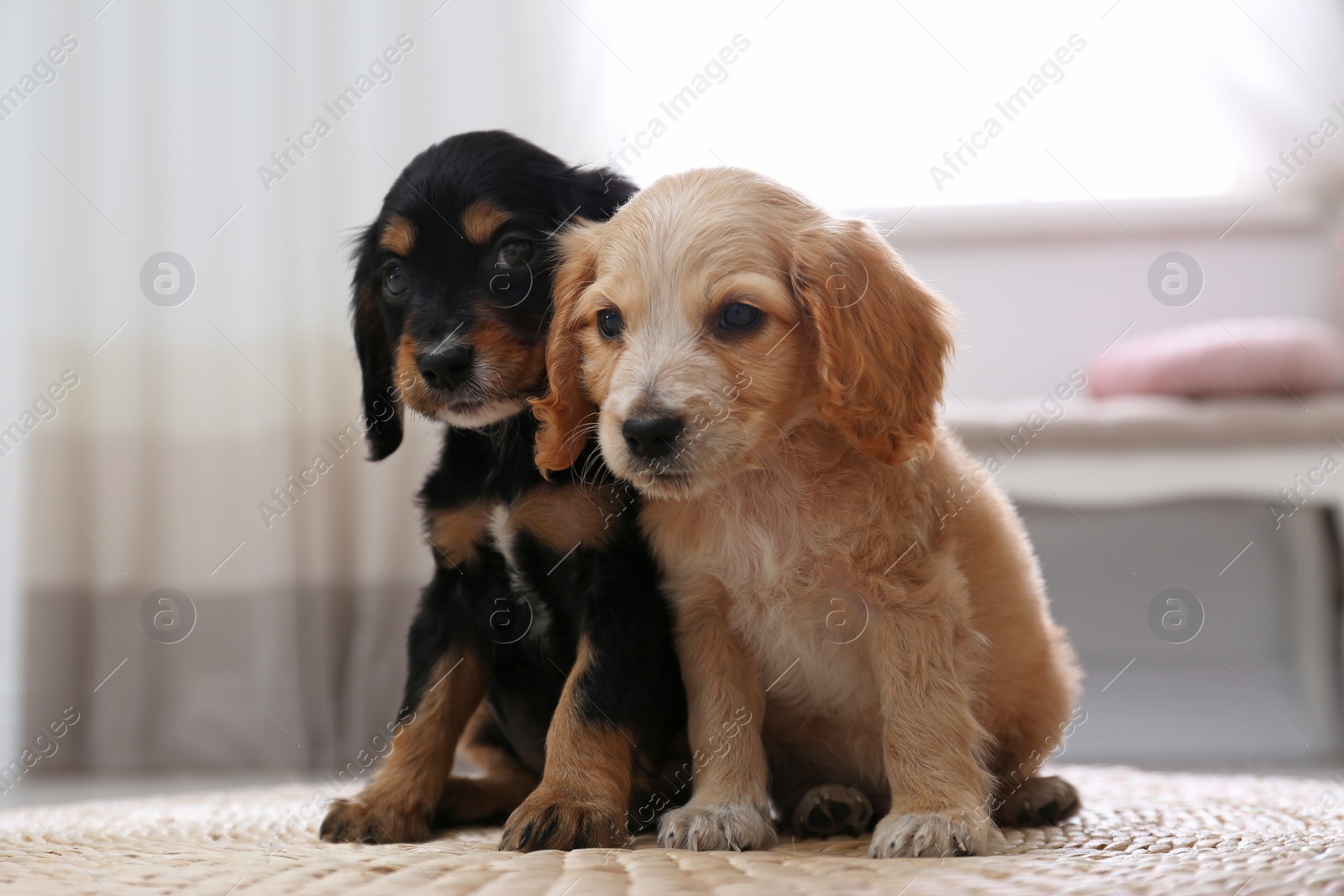 Photo of Cute English Cocker Spaniel puppies on blurred background