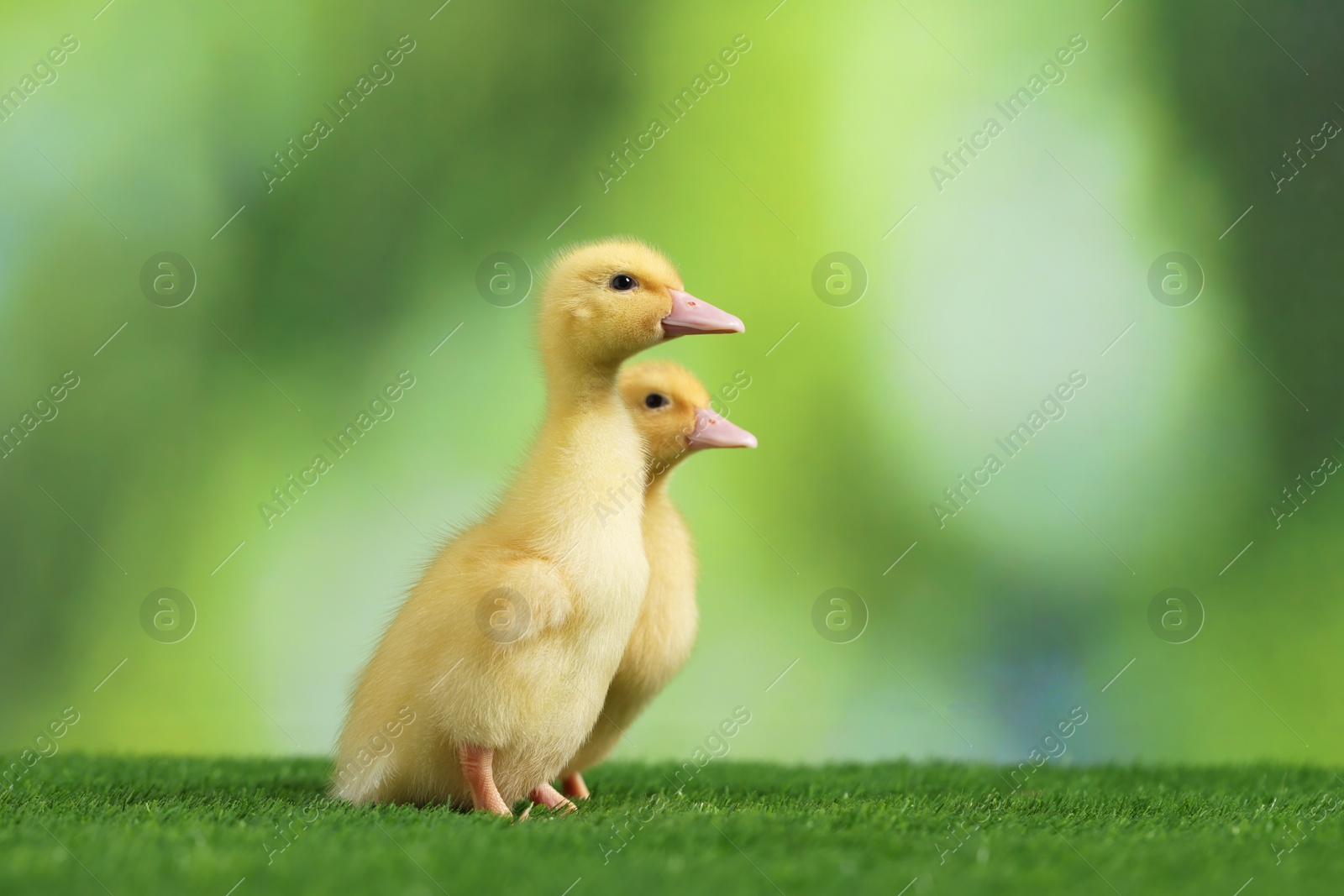 Photo of Cute fluffy ducklings on artificial grass against blurred background, space for text. Baby animals