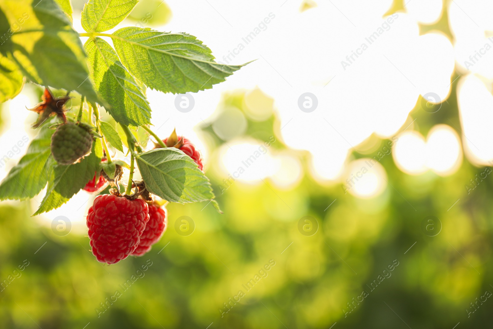 Photo of Raspberry bush with tasty ripe berries in garden, closeup