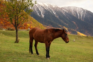 Photo of Brown horse in mountains on sunny day. Beautiful pet