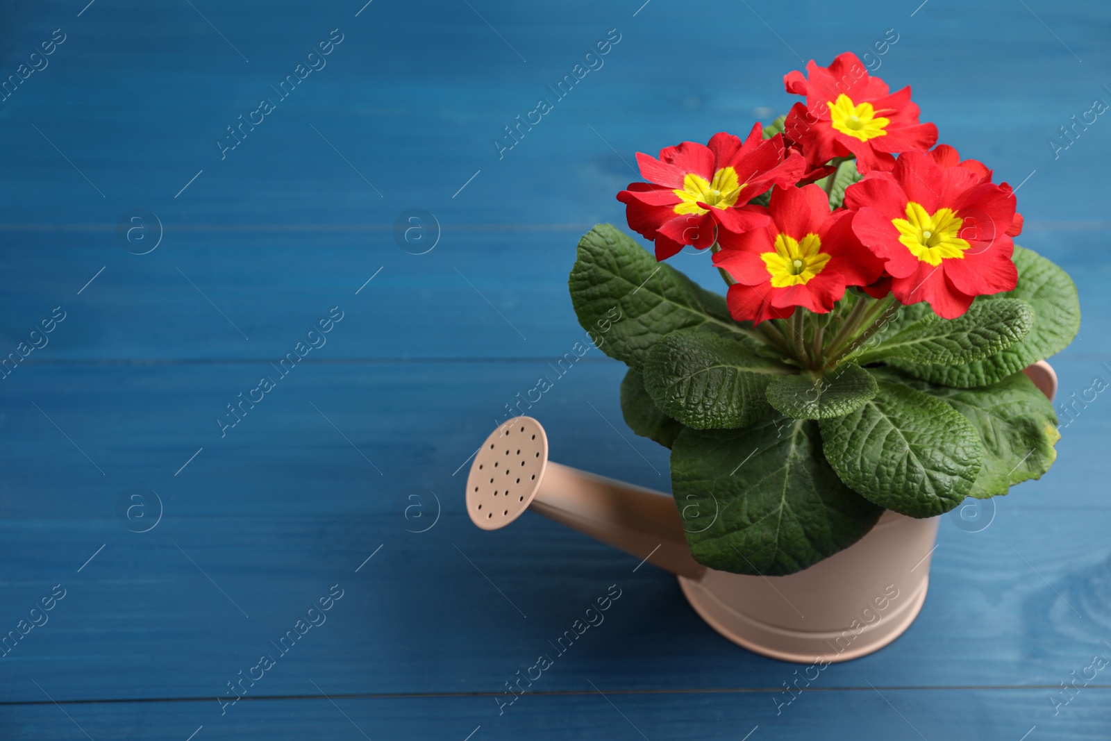 Photo of Beautiful red primula (primrose) flower in watering can on blue wooden table, space for text. Spring blossom