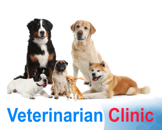 Image of Collage with different dogs and text Veterinarian Clinic on white background