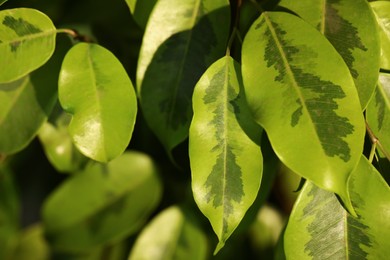 Photo of Tropical plant with lush green leaves, closeup