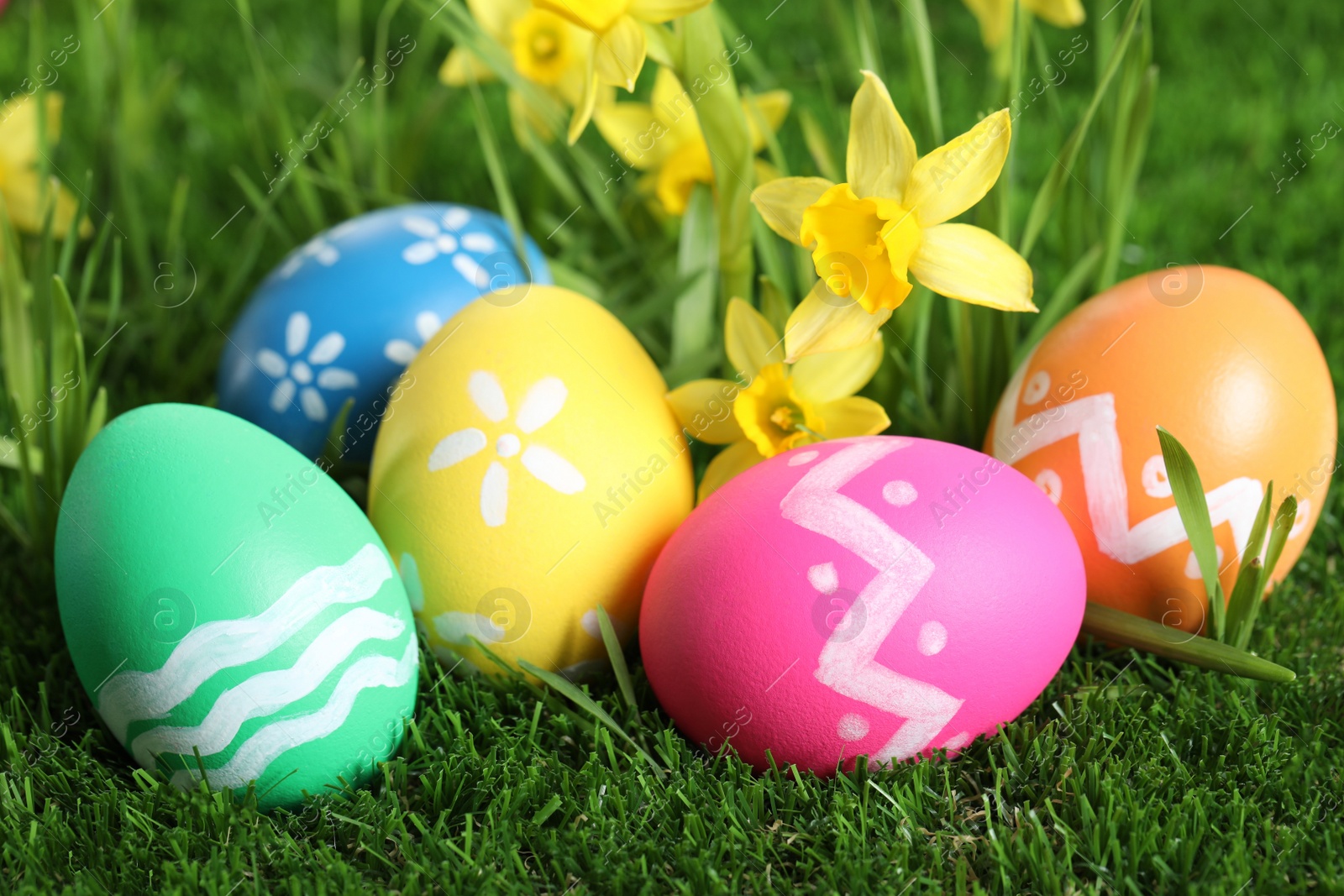 Photo of Colorful Easter eggs and daffodil flowers in green grass, closeup