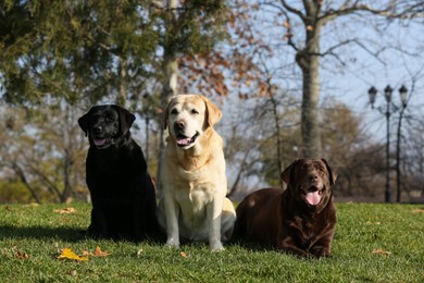 Photo of Cute different Labradors in park on sunny day