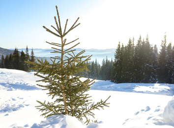 Beautiful fir tree near snowy forest on winter day