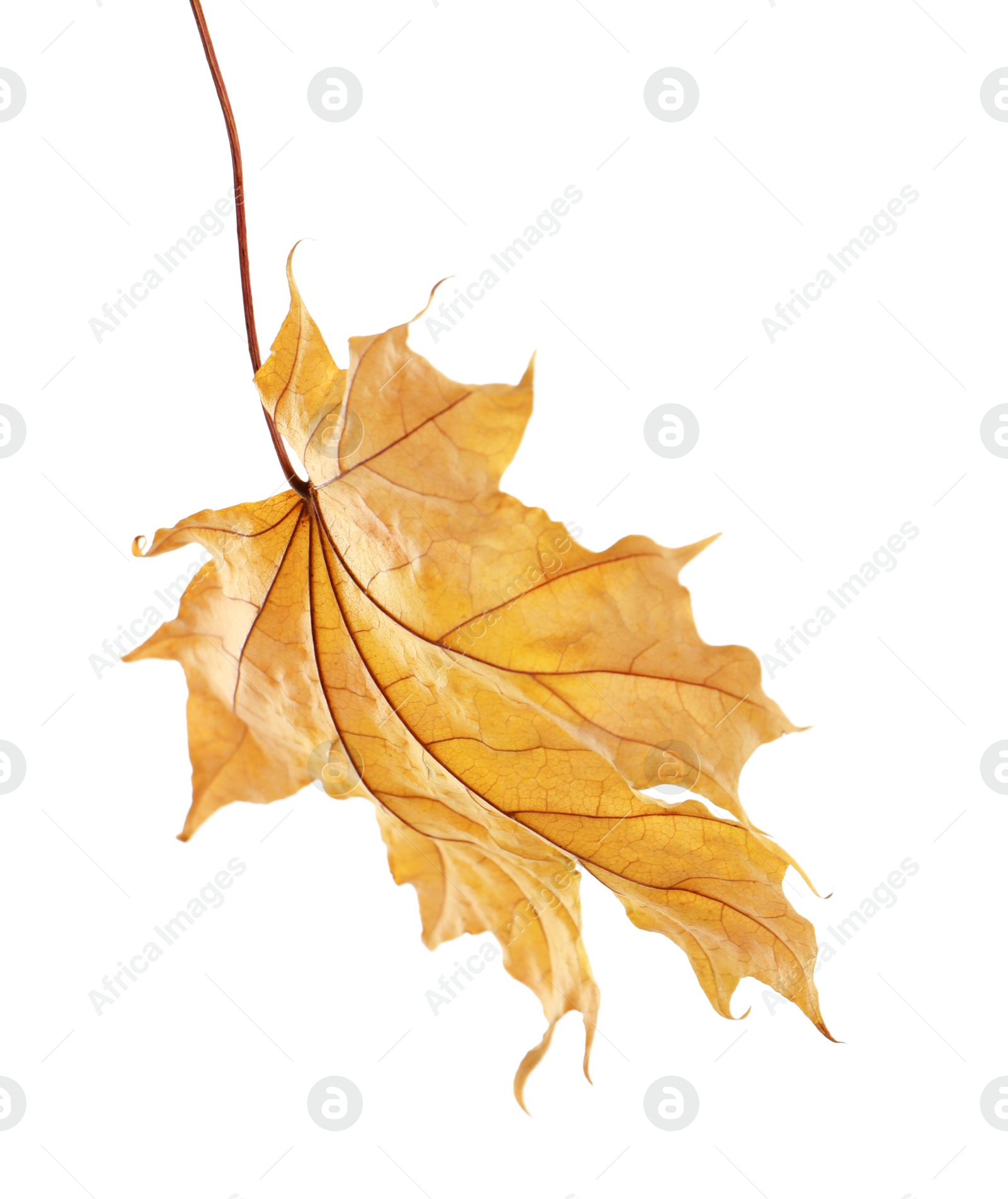 Photo of Beautiful autumn leaf on white background. Fall foliage