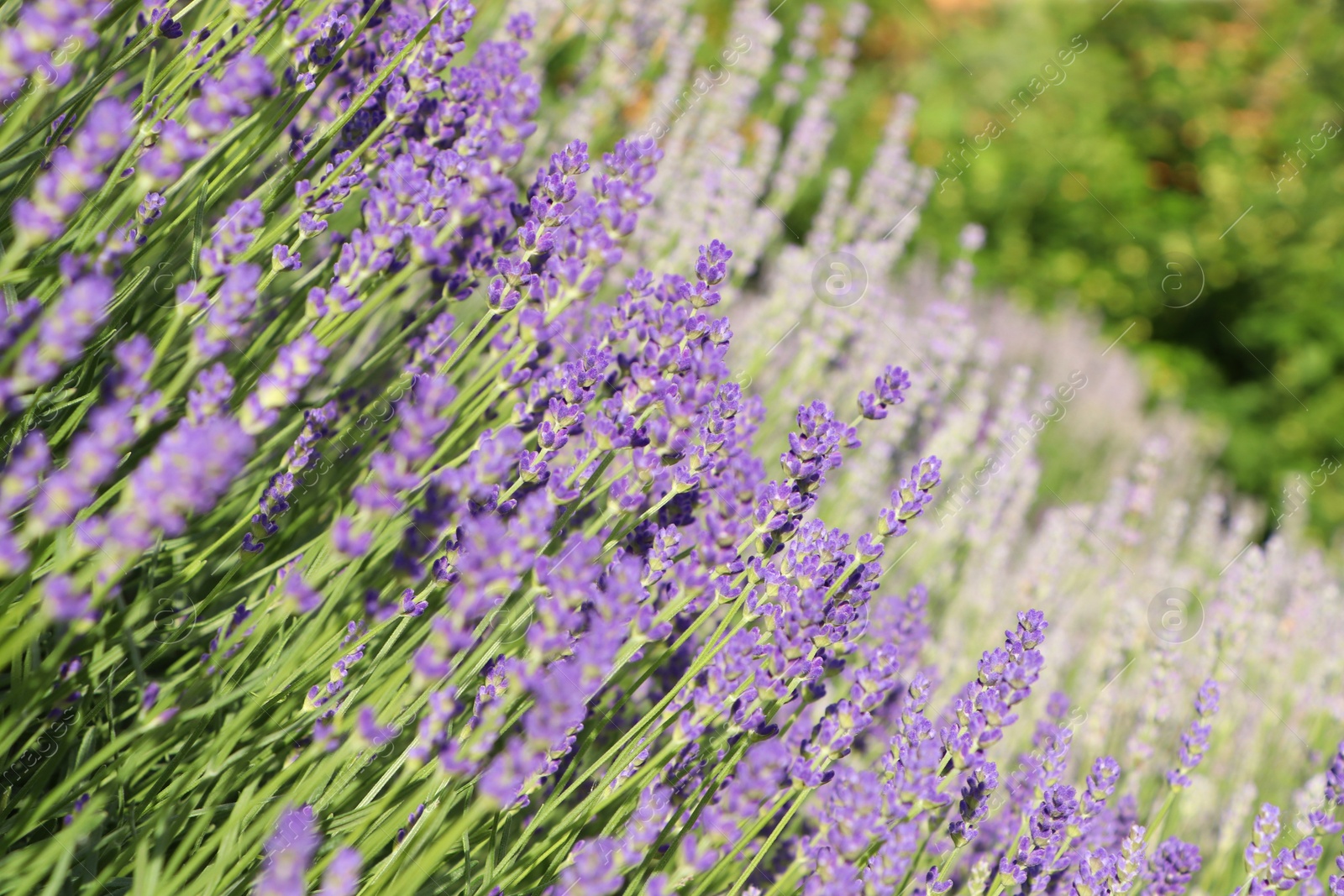 Photo of Beautiful blooming lavender plants in field on sunny day, closeup