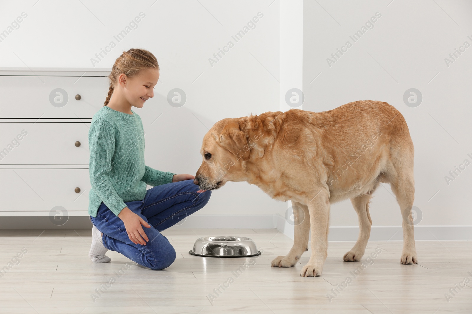 Photo of Cute child feeding her Labrador Retriever at home. Adorable pet