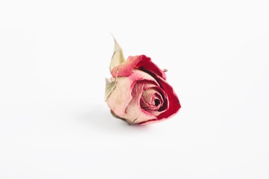 Beautiful dry rose flower isolated on white
