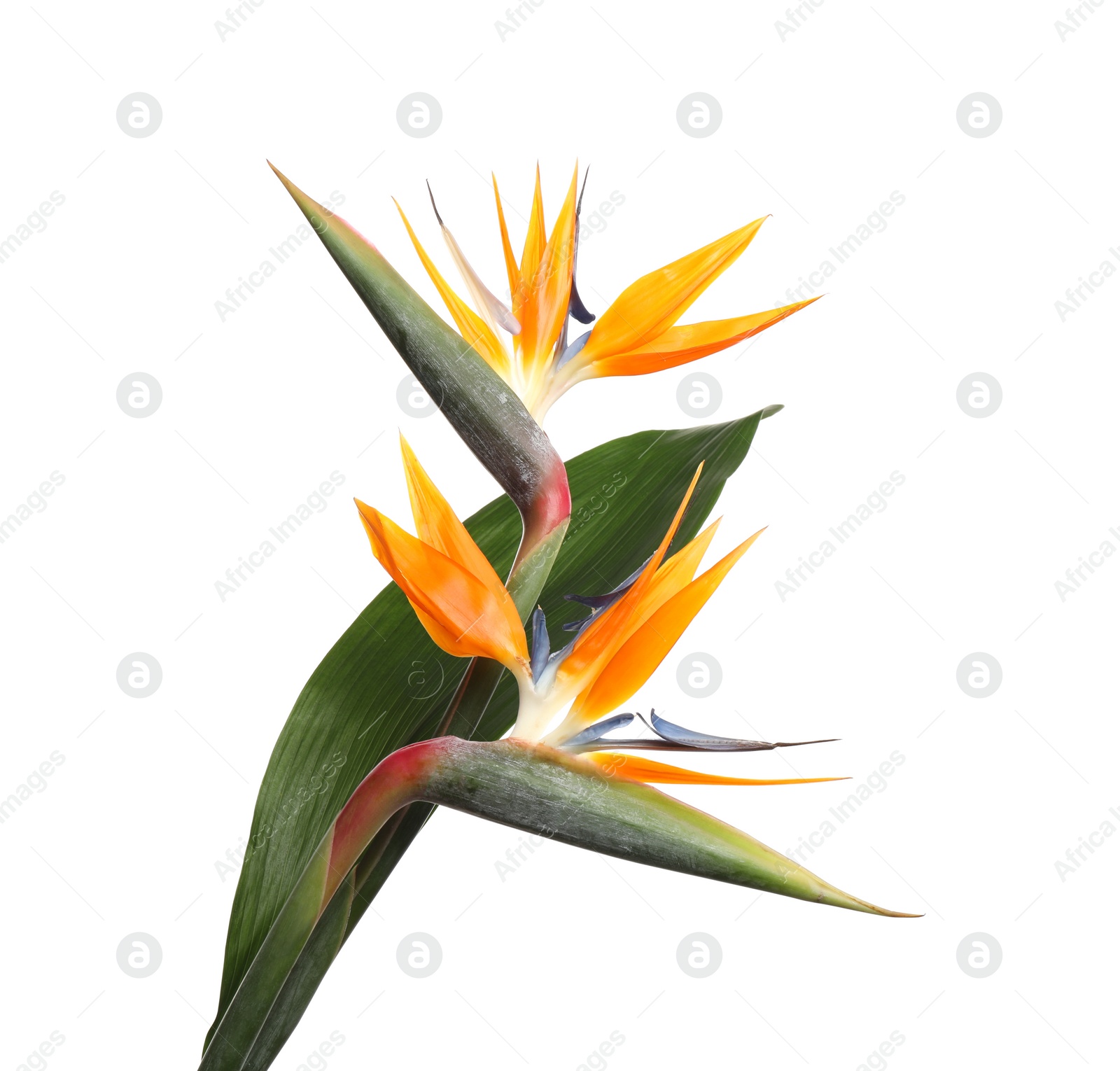 Photo of Bird of Paradise tropical flowers isolated on white