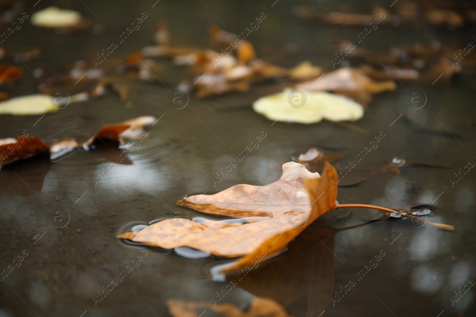 Photo of Autumn leaves in rain puddle on asphalt outdoors