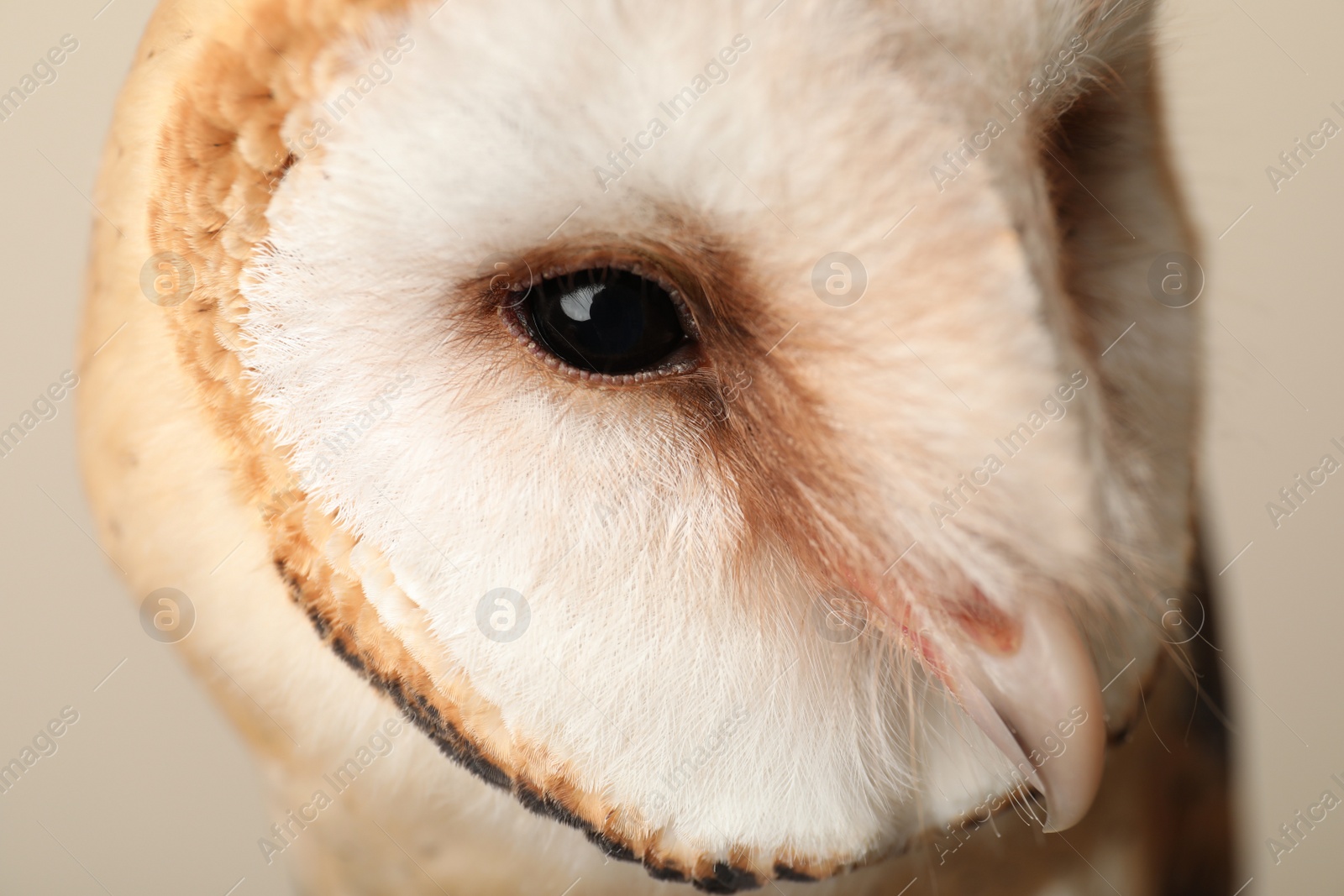 Photo of Beautiful common barn owl on beige background, closeup