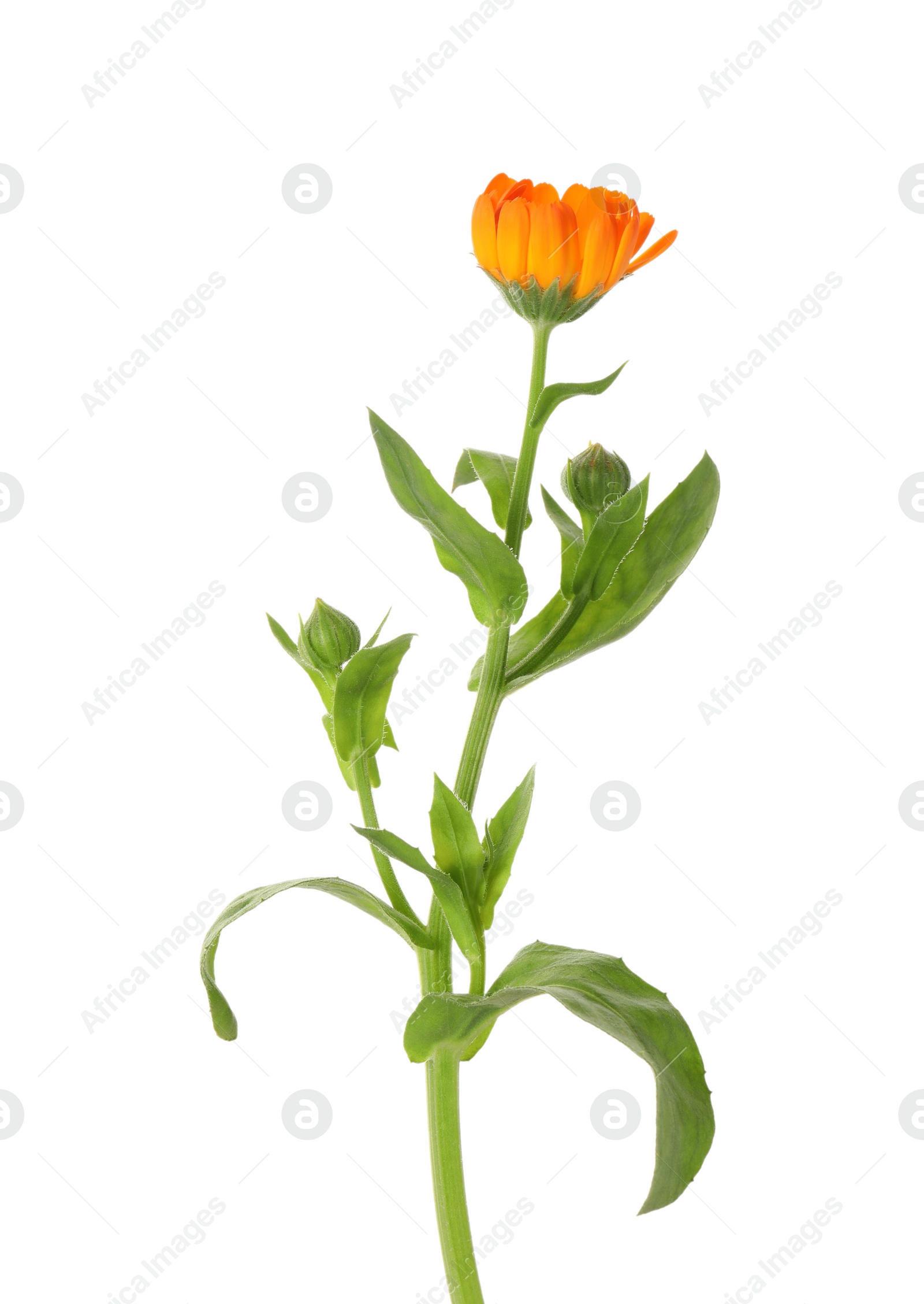 Photo of Fresh beautiful calendula flower isolated on white