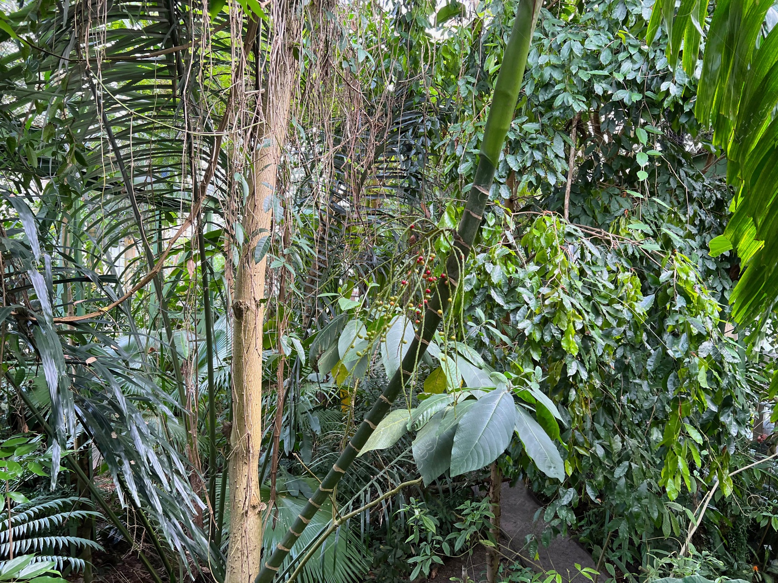 Photo of Many different beautiful plants growing in greenhouse