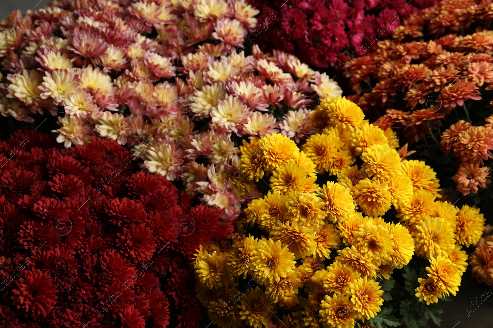 Photo of Beautiful different color Chrysanthemum flowers as background