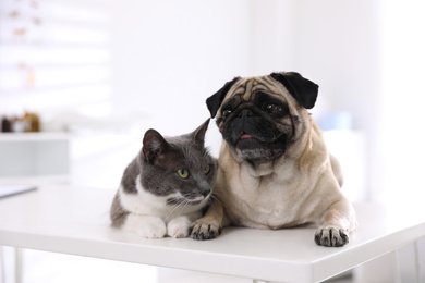 Photo of Cute pug dog and cat on white table in clinic. Vaccination day