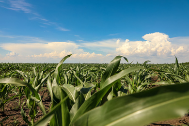 Photo of Closeup view of corn growing in field. Agriculture industry