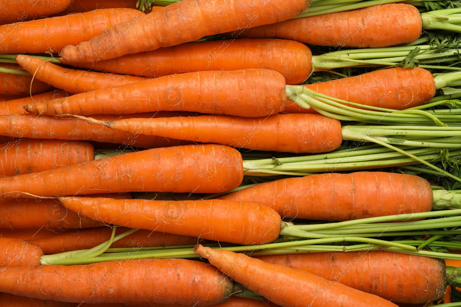 Photo of Many fresh ripe carrots as background, top view