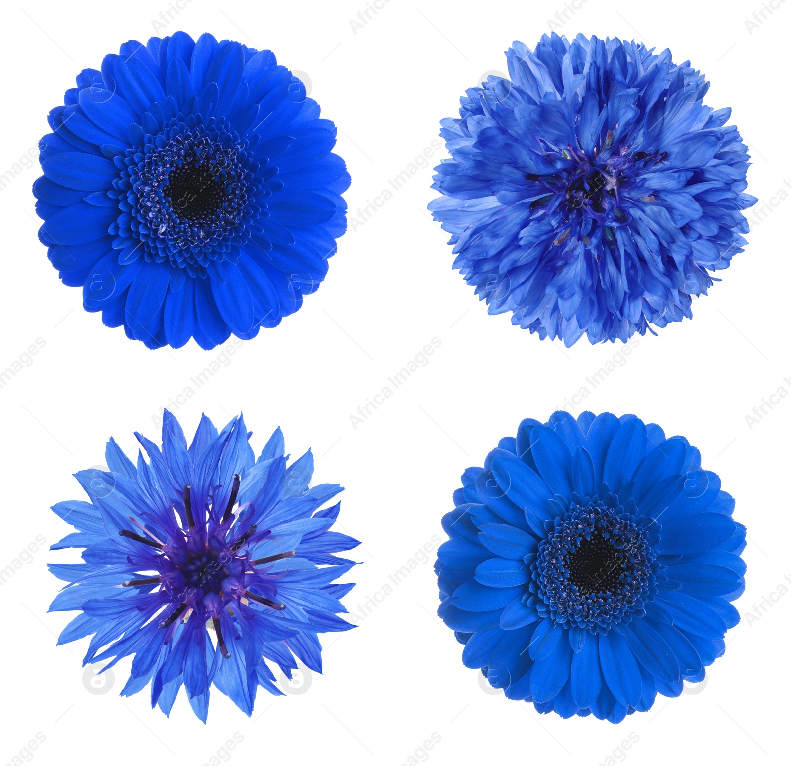 Image of Set with different beautiful blue flowers on white background