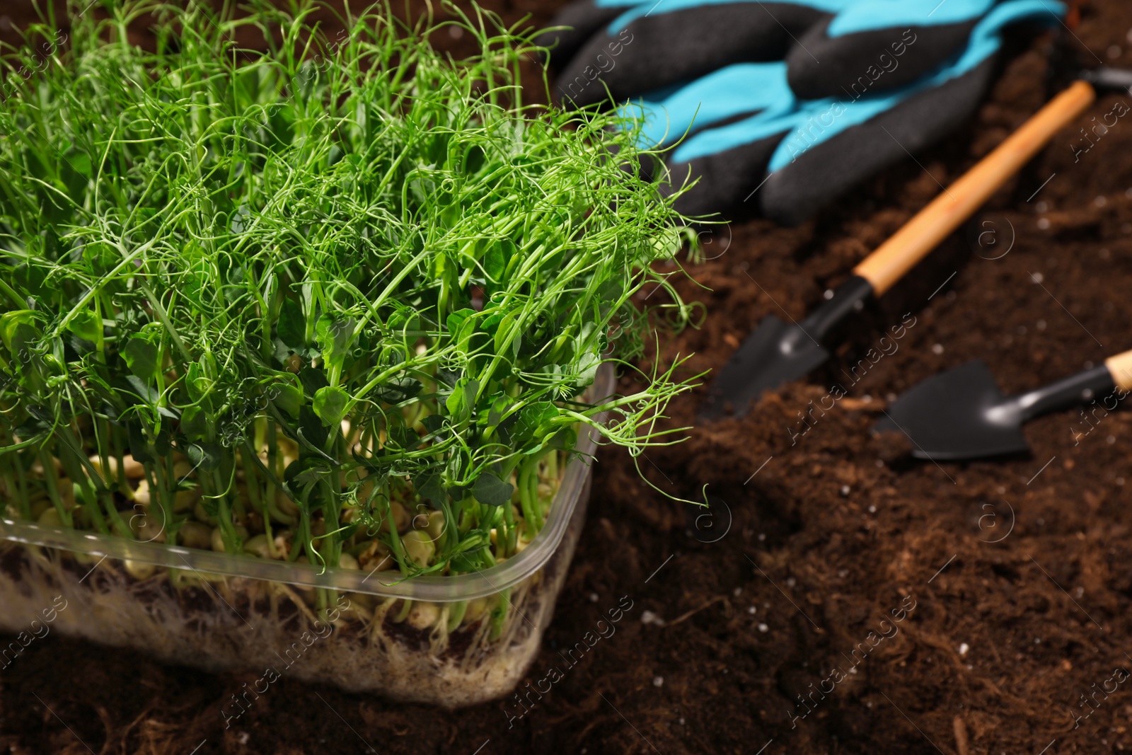 Photo of Fresh organic microgreen and tools on soil in garden, closeup