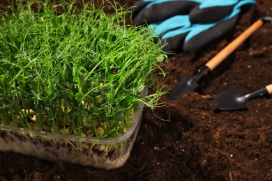 Fresh organic microgreen and tools on soil in garden, closeup