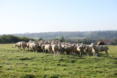 Photo of Cute sheep grazing outdoors on sunny day. Farm animals