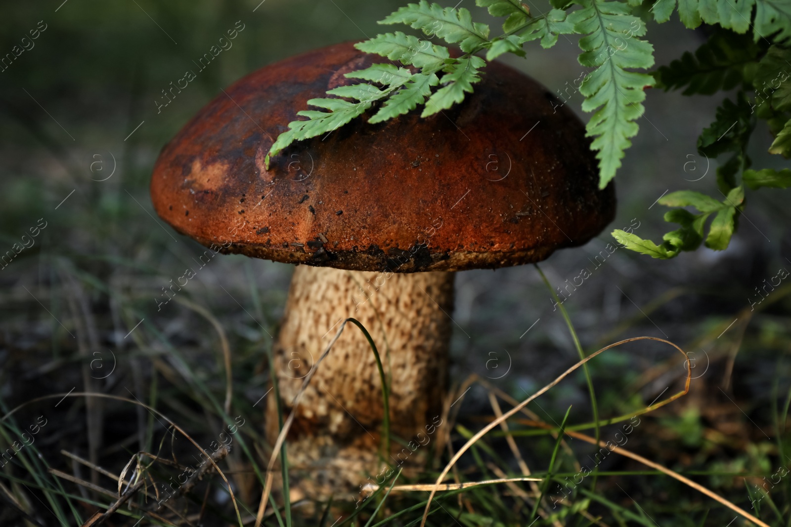 Photo of Fresh wild mushroom growing in forest, closeup view