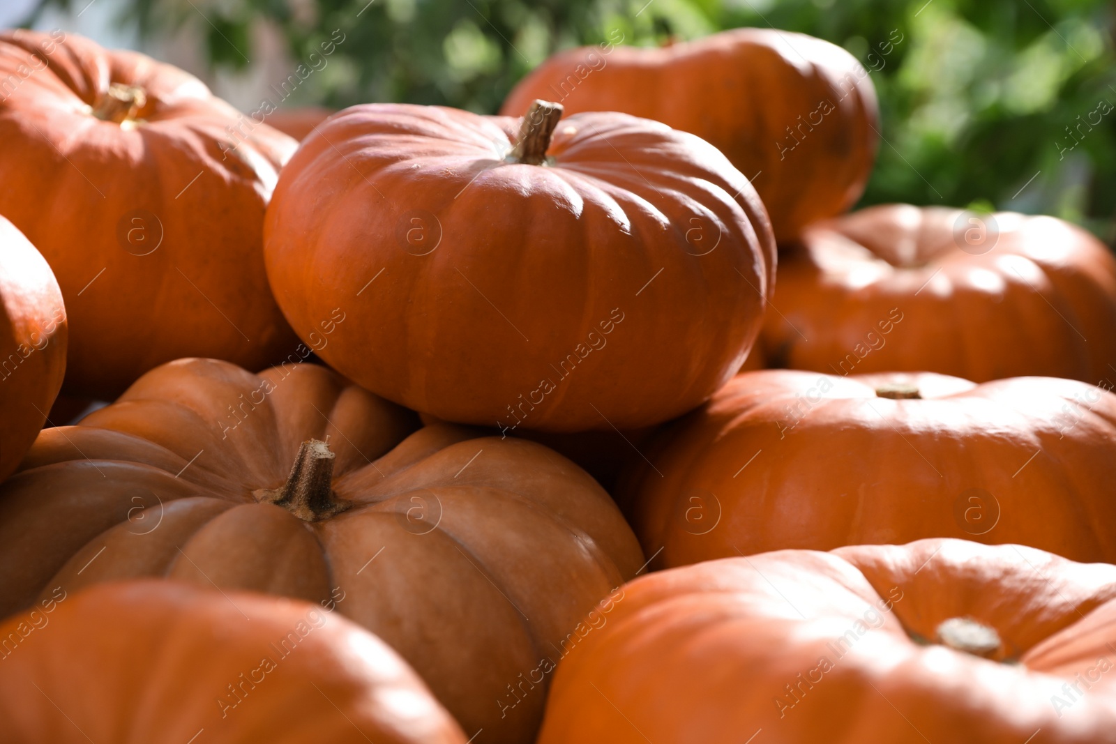 Photo of Many ripe orange pumpkins on blurred background, closeup