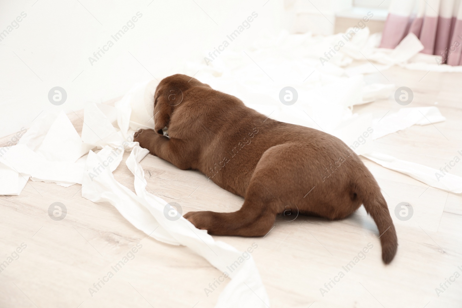 Photo of Cute chocolate Labrador Retriever puppy and torn paper on floor indoors