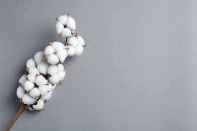 Branch with cotton flowers on light grey background, top view. Space for text