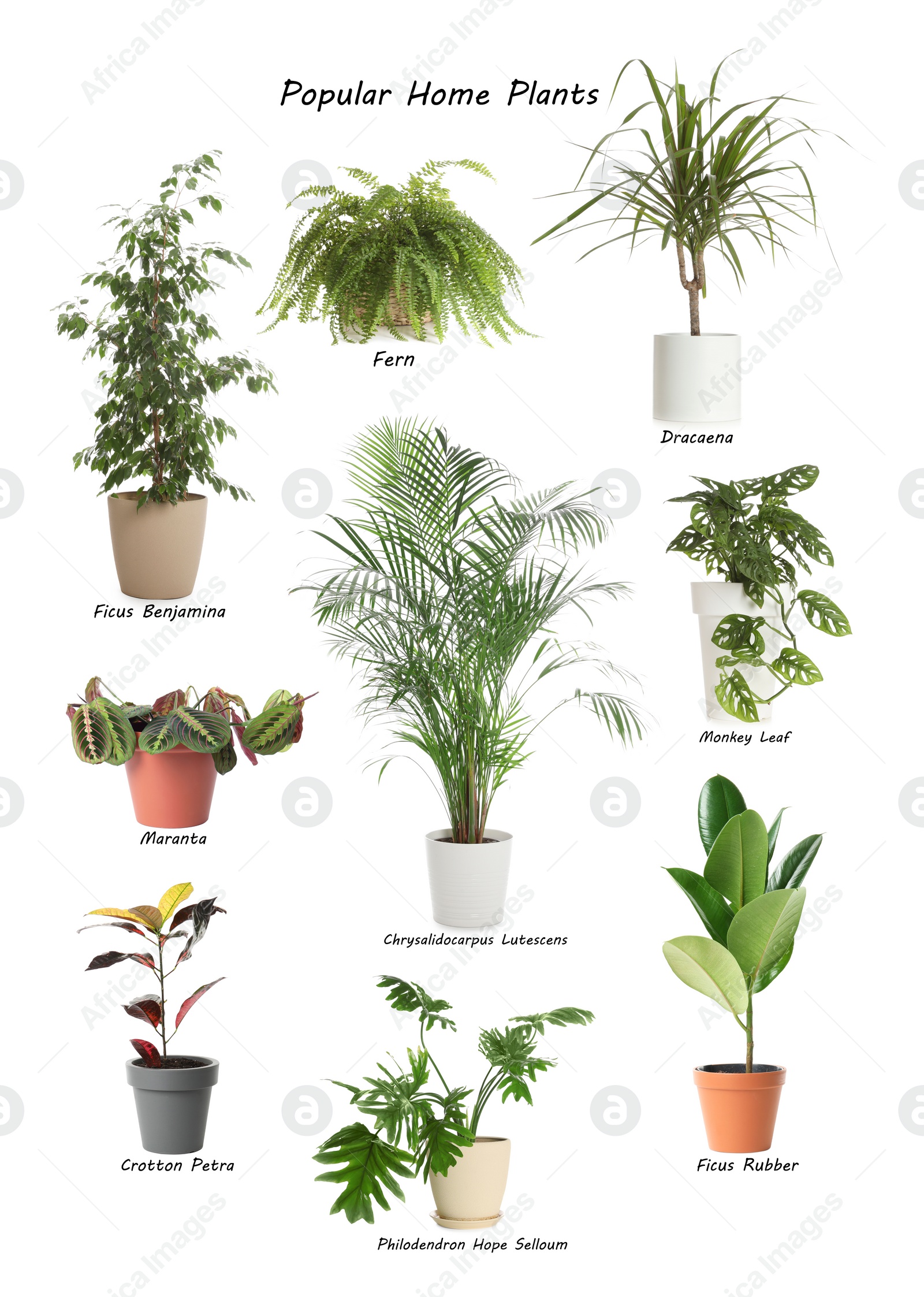 Image of Set of popular house plants on white background