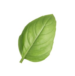 One green basil leaf isolated on white