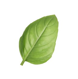 Photo of One green basil leaf isolated on white