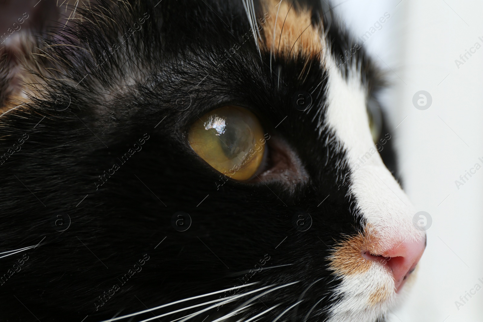 Photo of Cute cat with corneal opacity in eye on blurred background, closeup