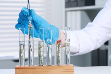 Scientist putting plant into test tube at white table in laboratory, closeup