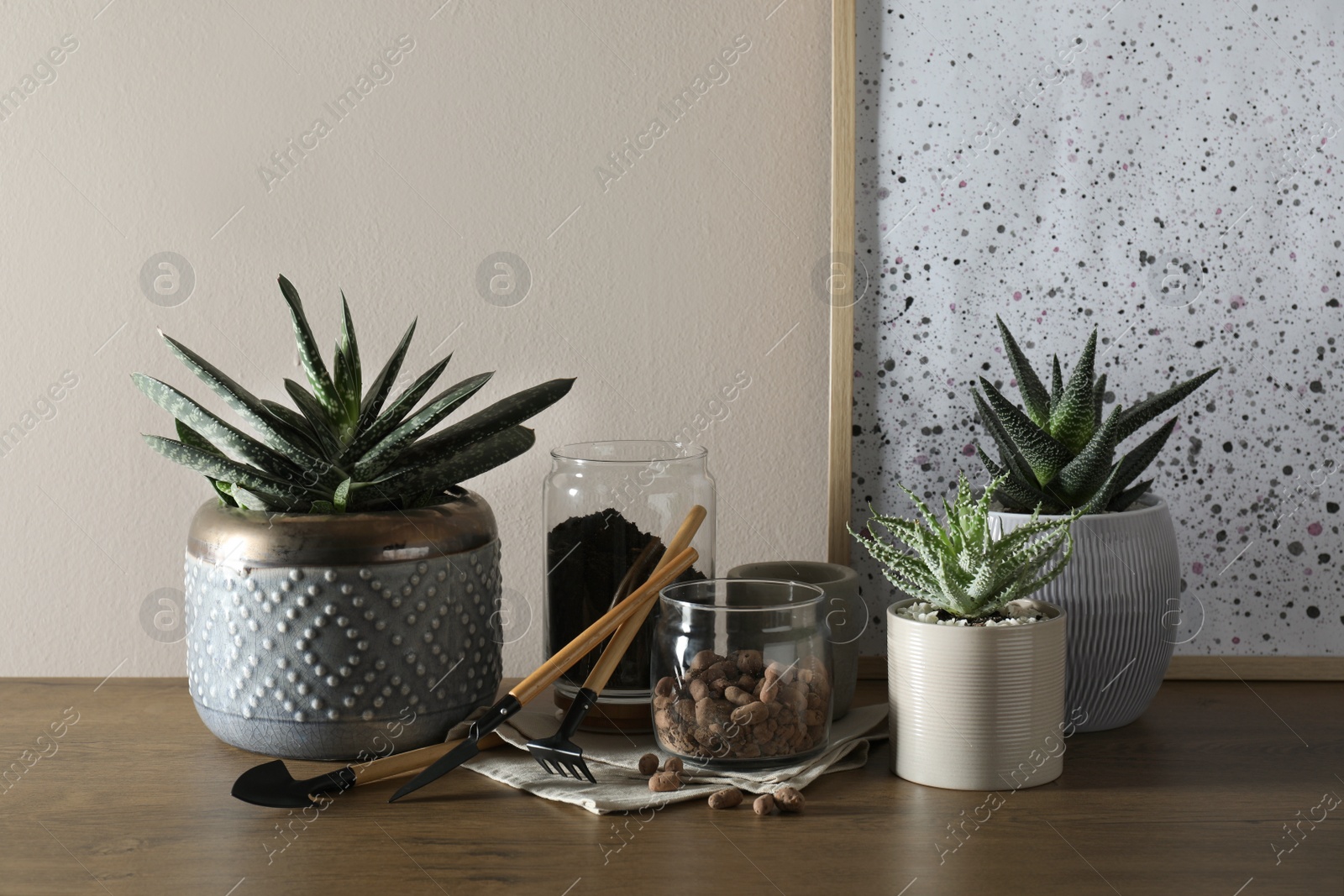 Photo of Beautiful houseplants and gardening tools on wooden table