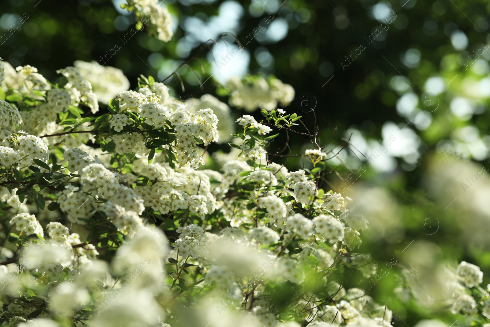 Photo of Beautiful spiraea shrub with white blossom on sunny day, closeup