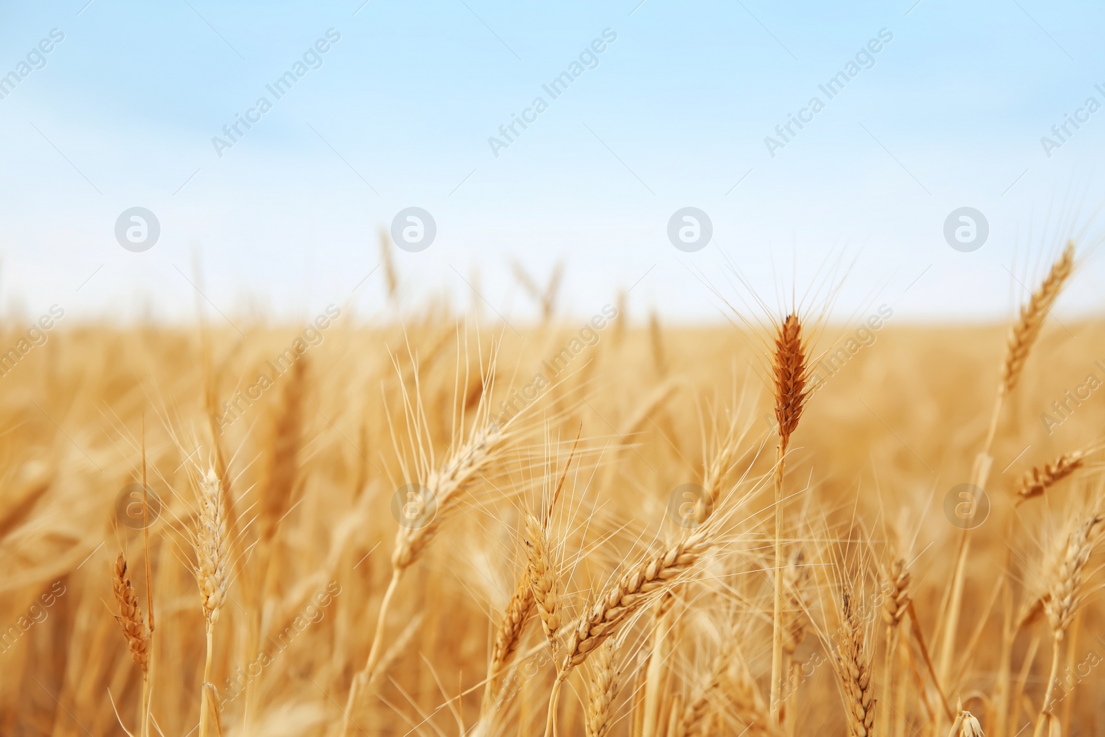 Photo of Wheat grain field on sunny day. Cereal farming