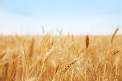 Photo of Wheat grain field on sunny day. Cereal farming