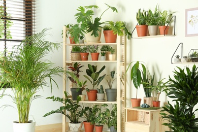 Photo of Stylish room interior with different home plants